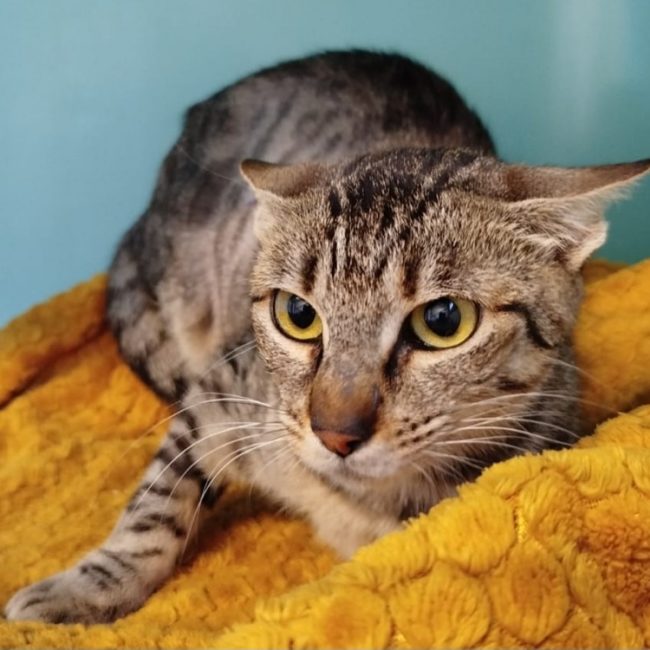 Ludivine - Chat Européen à adopter