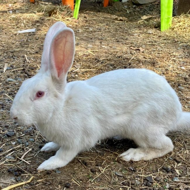 Guming - Rongeur Lapin à adopter