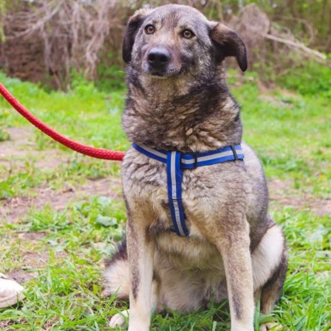 MARMISHKA - Chien Croisé x Berger Yougoslave à adopter