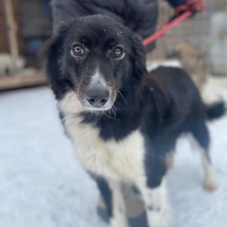 BIBA - Chien Border Collie x Croisé à adopter