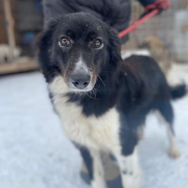 BIBA - Chien Border Collie x Croisé à adopter