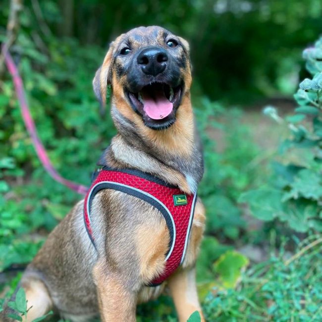 LIPA - Chien Royal Bourbon x Brachet Tyrolien à adopter