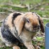 Bunny