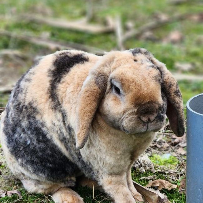 Bunny - Rongeur Lapin à adopter