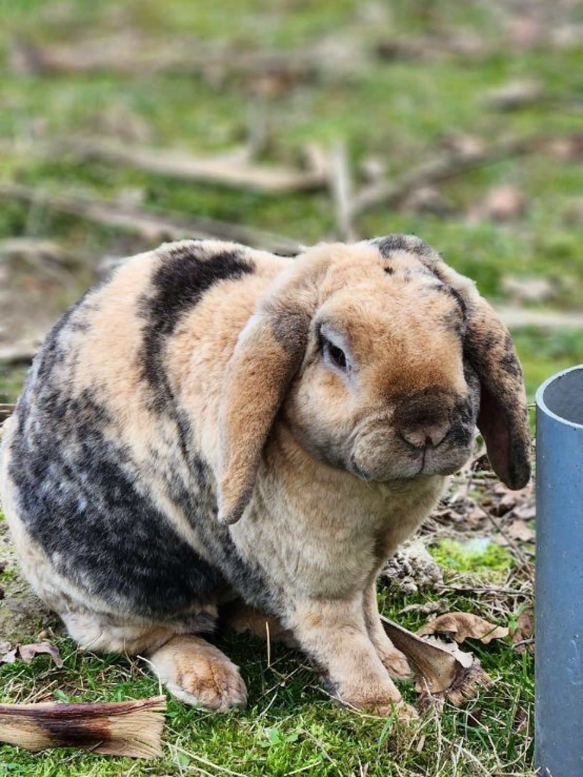 Bunny