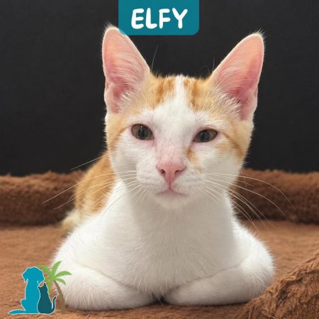 ELFY - Chat Européen à adopter