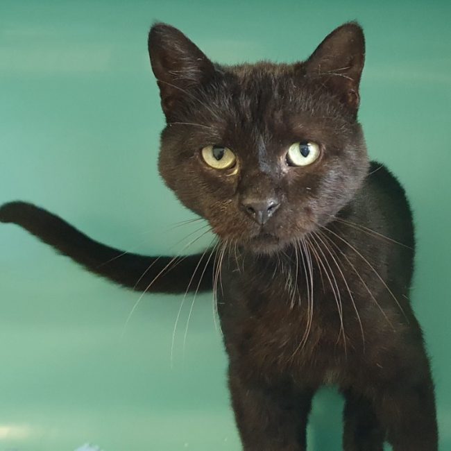 Turbot - Chat Européen à adopter