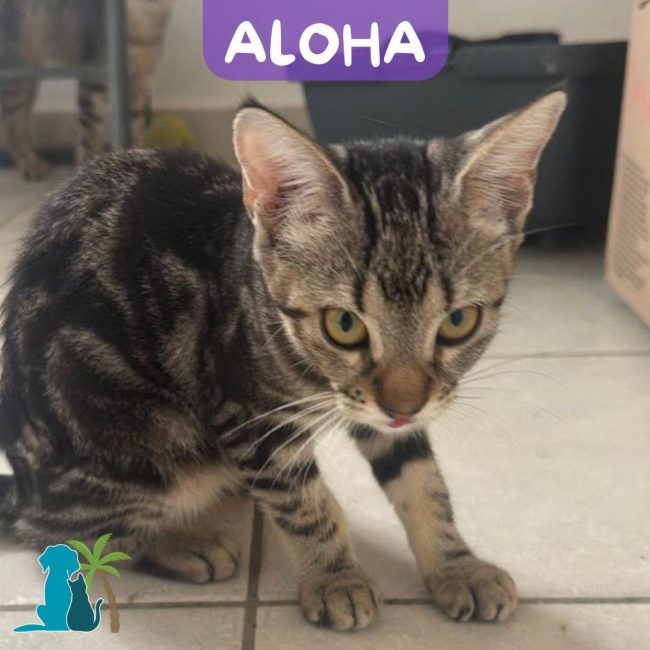 ALOHA - Chat Européen à adopter