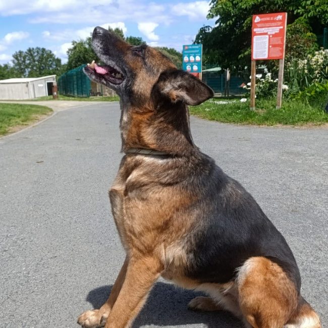 Ginger - Chien Berger Allemand à adopter