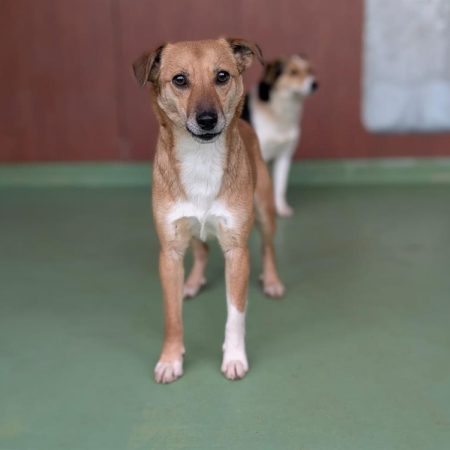 Yama - Chien à adopter