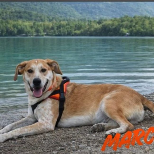 Marco - Chien à adopter