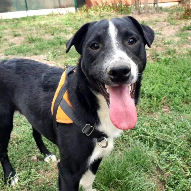 Harley - Chien à adopter
