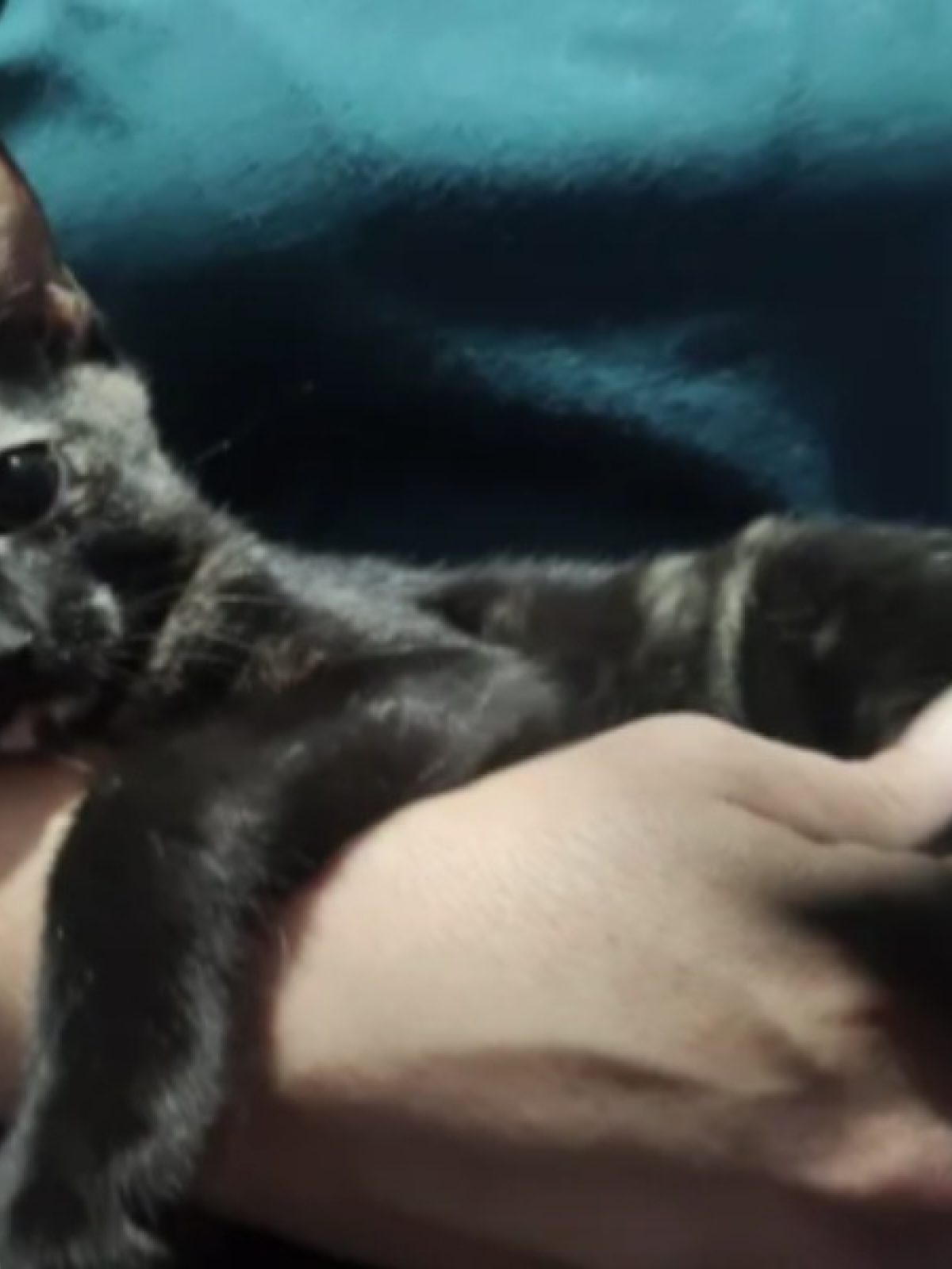Bastet