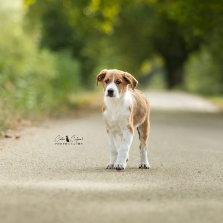 Sydney - Chien à adopter