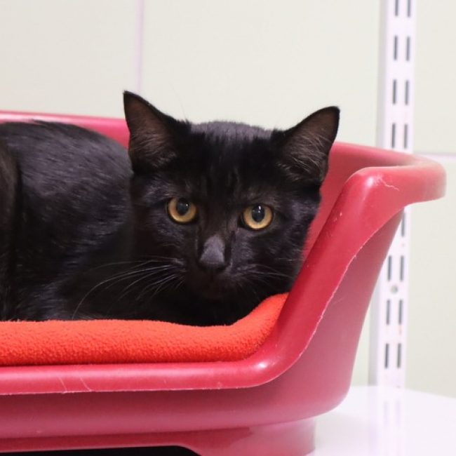 Courtine - Chat Européen à adopter