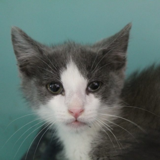 Binou - Chat Européen à adopter