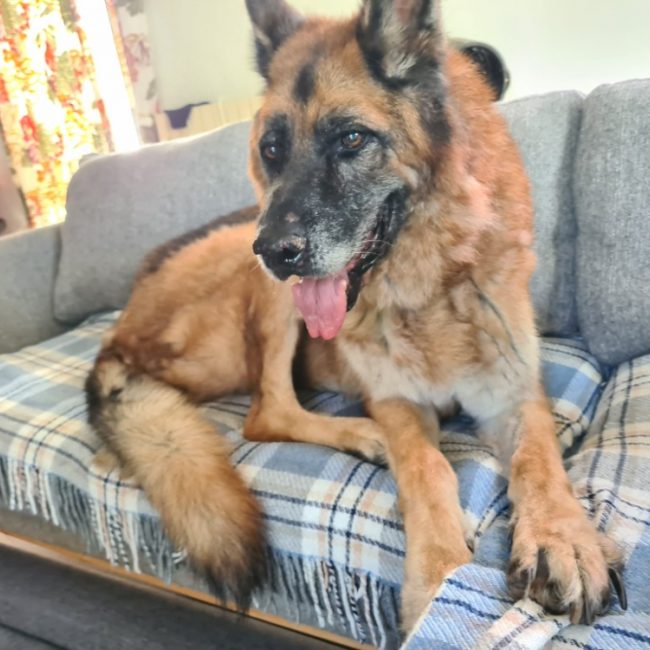 Jo - Chien Berger Allemand à adopter