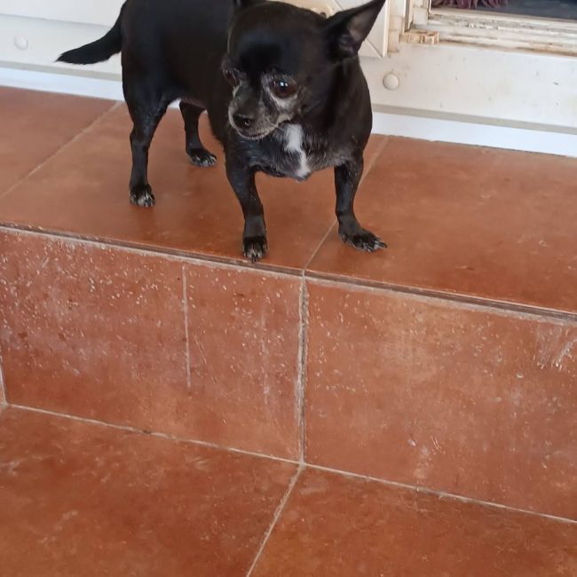 Valeria - Chien Chihuahua à adopter