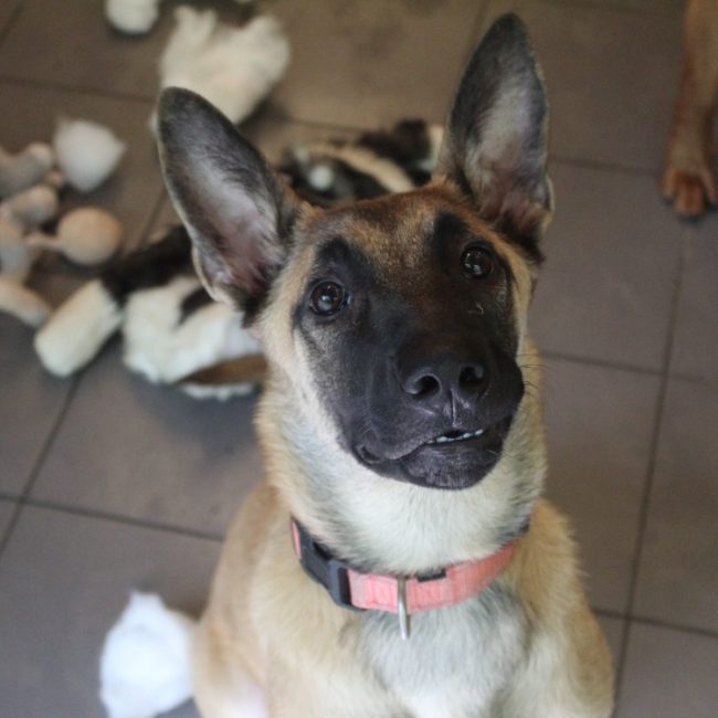Bayla - Chien Berger Belge Malinois à adopter
