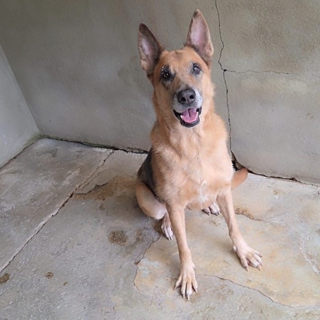 Baissa - Chien Berger Allemand à adopter