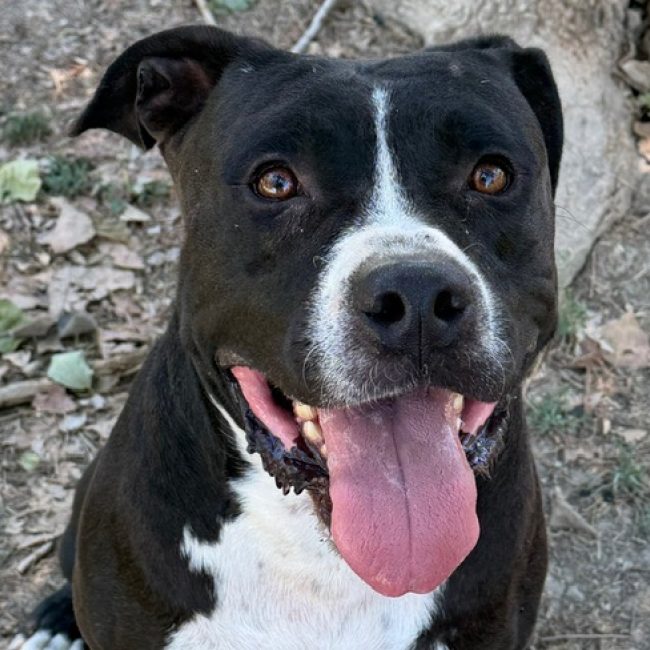 Tay - Chien Bouledogue Américain à adopter