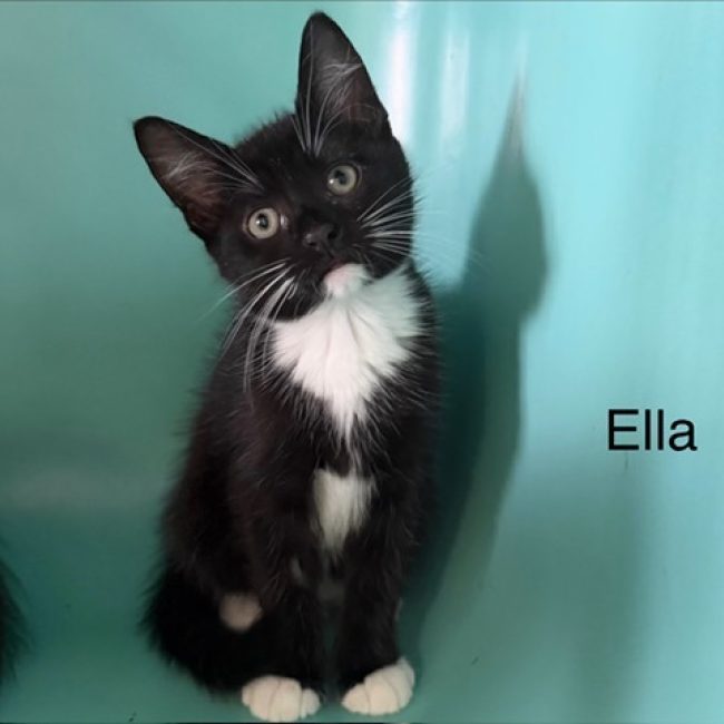 Ella - Chat Européen à adopter