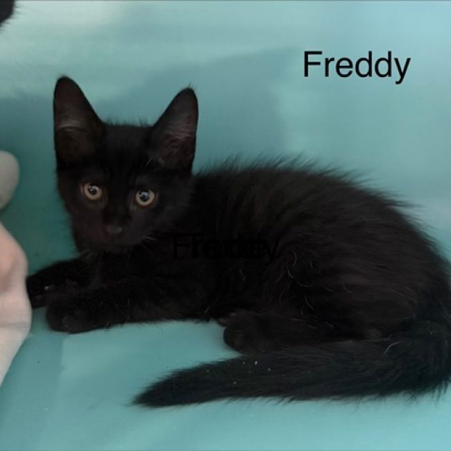 Freddy - Chat Européen à adopter