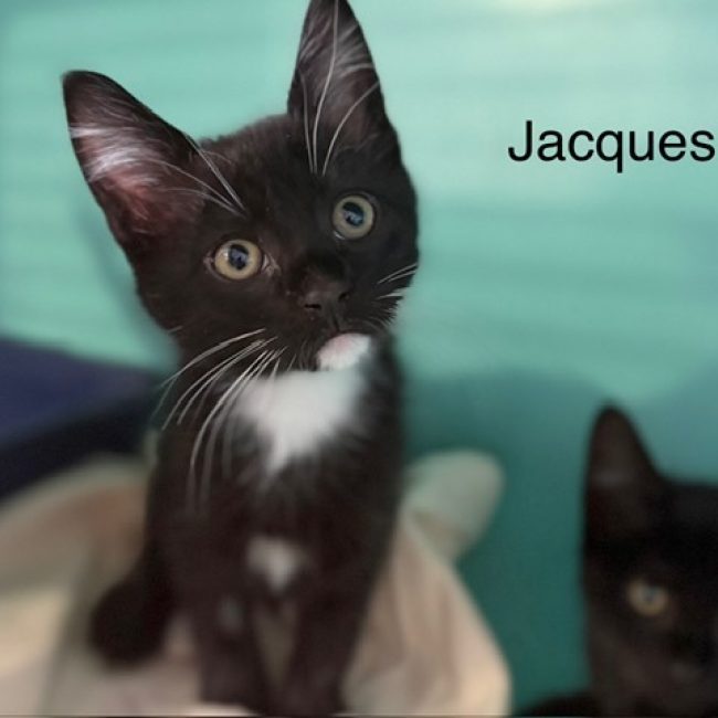Jacques
