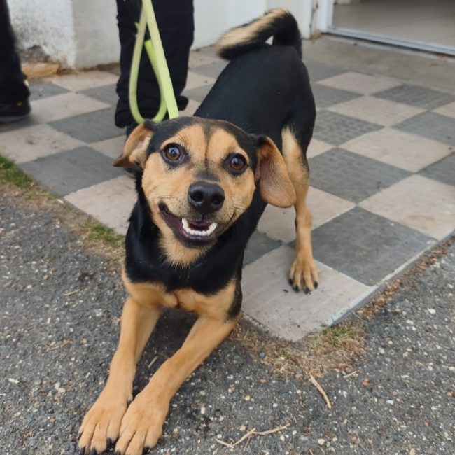 Loki - Chien à adopter