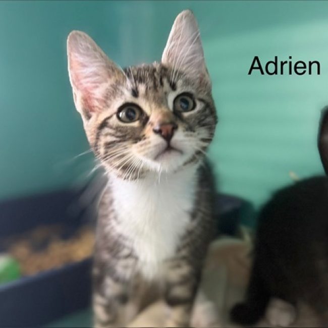 Adrien