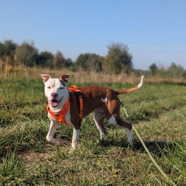 Yassko