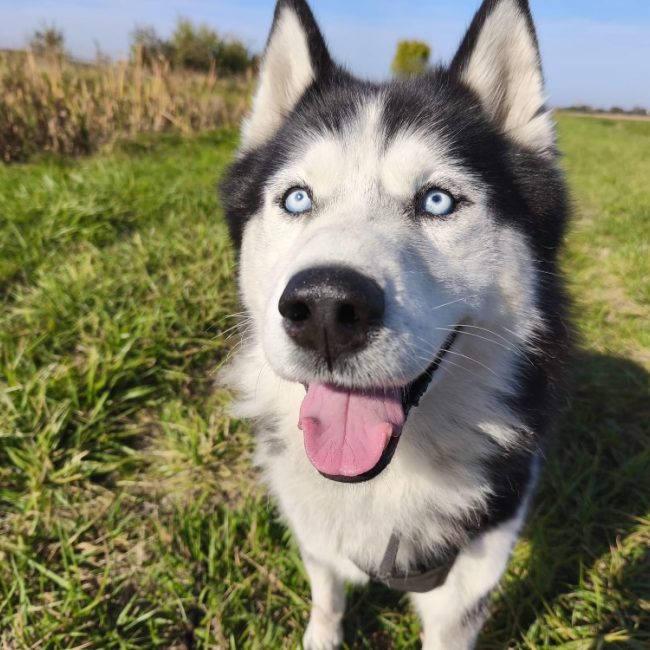 HermÈs - Chien Husky Sibérien à adopter