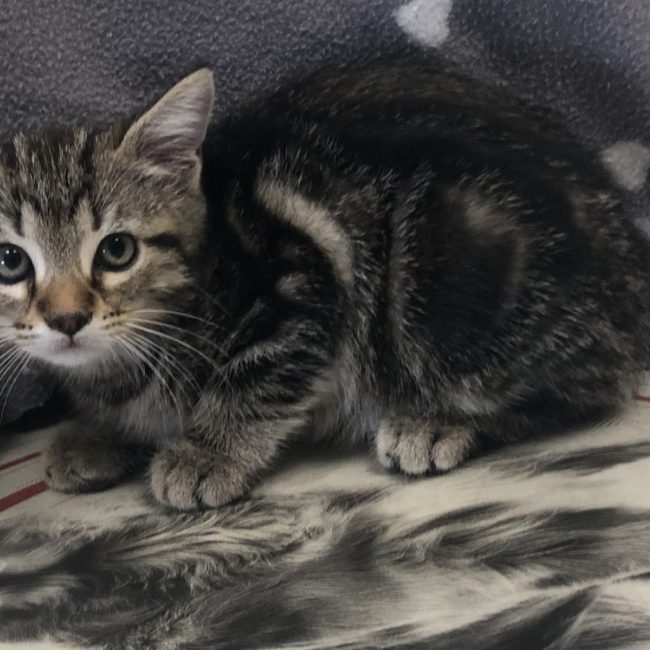 Zenith - Chat Européen à adopter