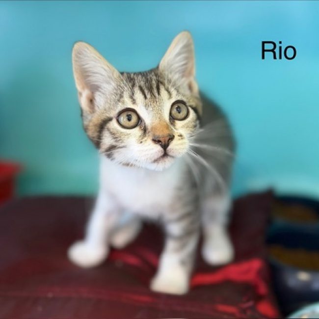 Rio