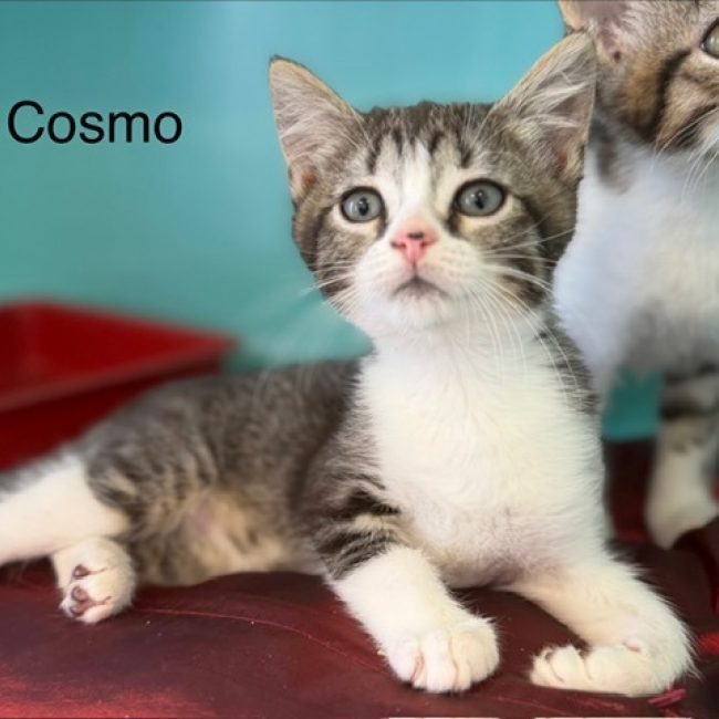 Cosmo