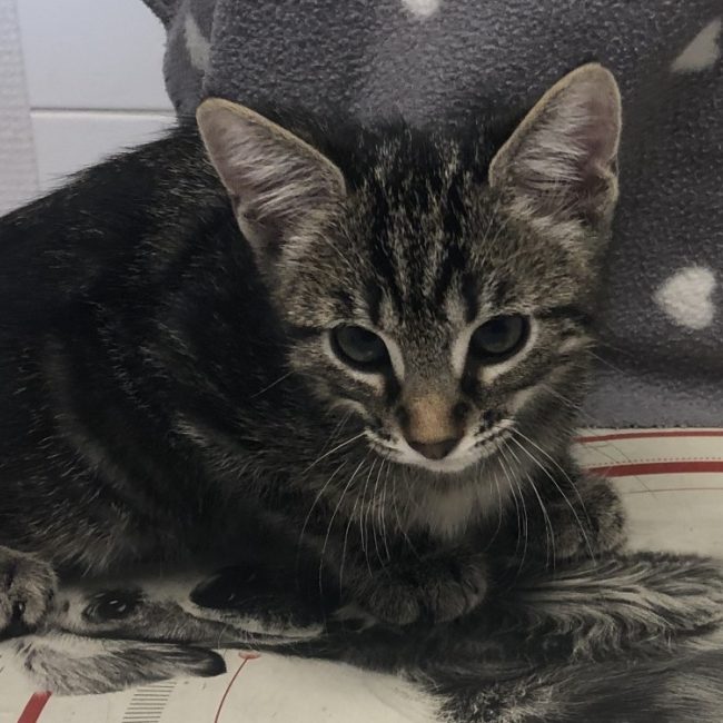 Solis - Chat Européen à adopter