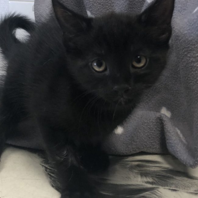 Comete - Chat Européen à adopter
