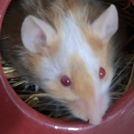 Brieuc - Rongeur Souris à adopter
