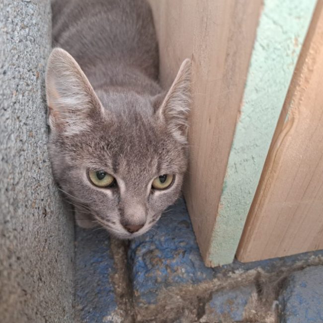Skinner - Chat Européen à adopter