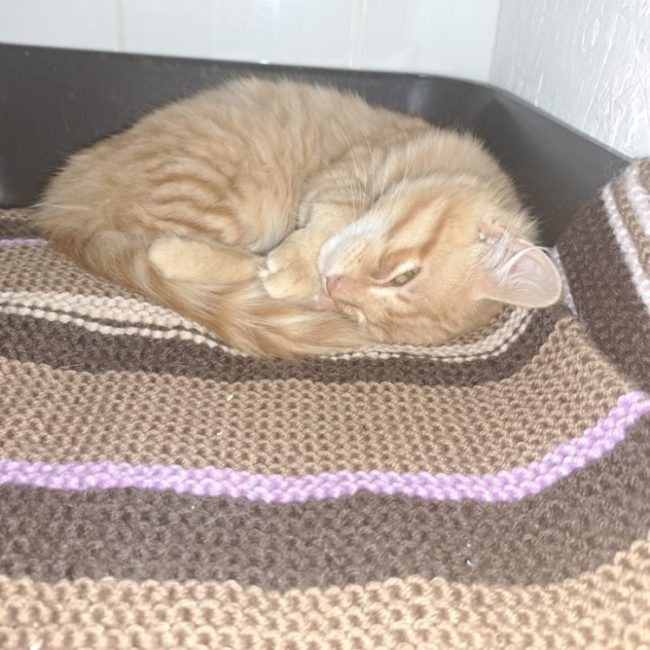 Homer - Chat Européen à adopter