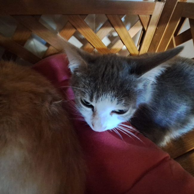 Ned - Chat Européen à adopter