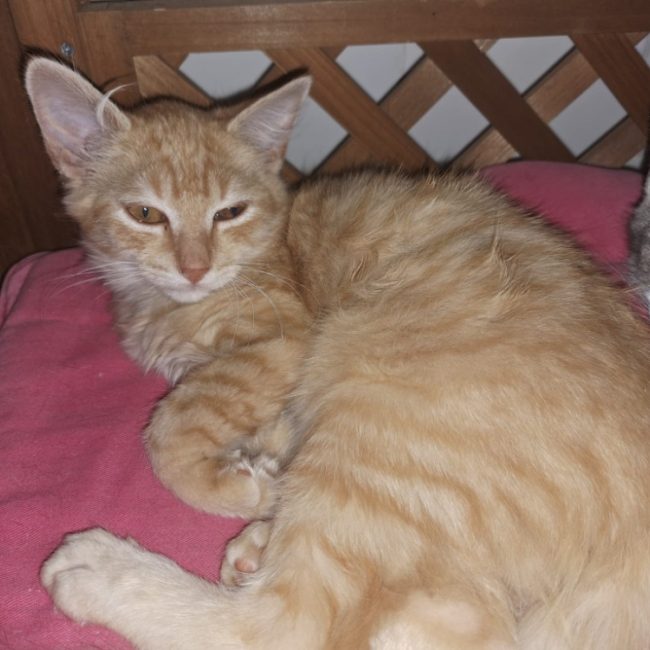 Bart - Chat Européen à adopter