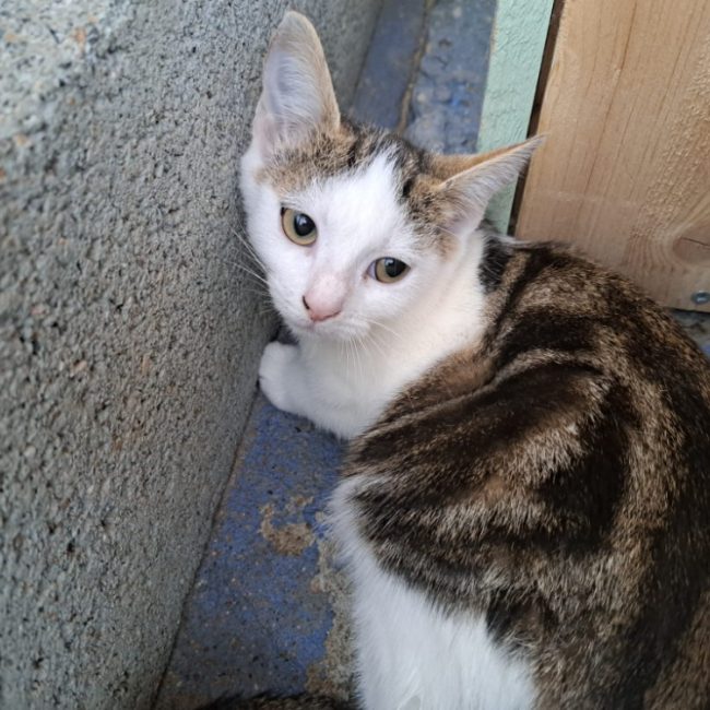 Maggie - Chat Européen à adopter