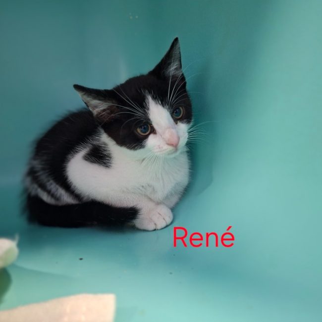 René