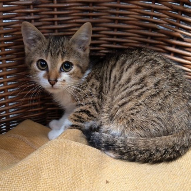 Mallow - Chat Européen à adopter