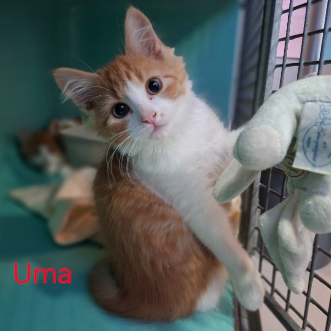 Uma