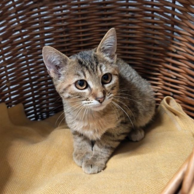Chaca - Chat Européen à adopter