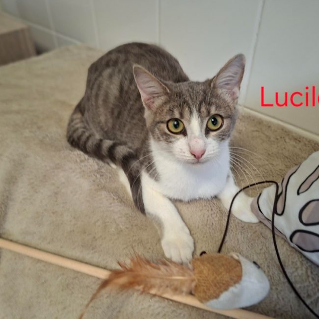Lucile