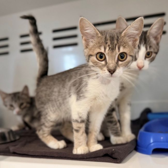 Cerise - Chat Européen à adopter