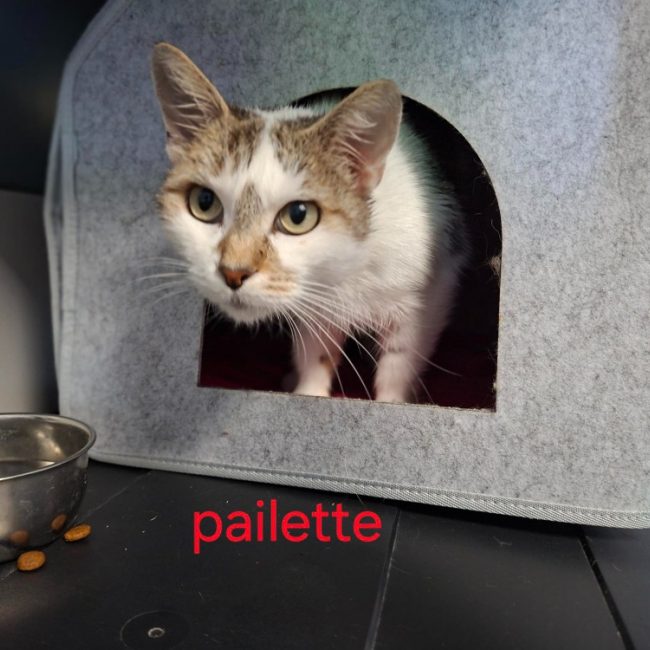 Paillette